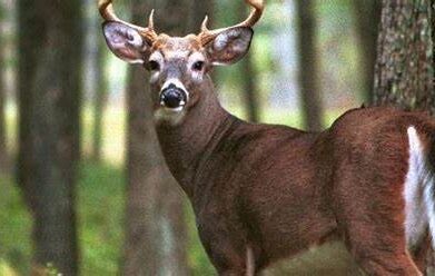 hunting_buck