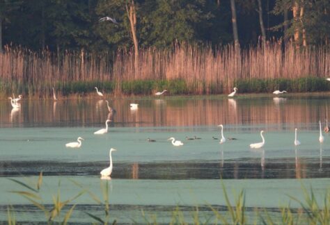Egrets in wildlife area